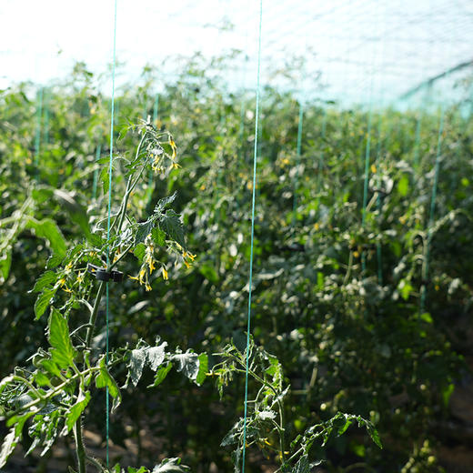 青口蜜小番茄 皮脆爆汁 酸甜可口 自然成熟 不打膨大剂  番茄味浓郁 清甜2号 绿圣女果 350g 商品图6