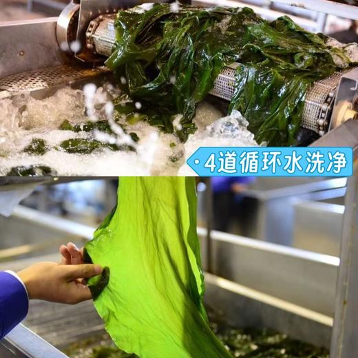 【有机盐渍海带嫩苗】非人工养殖，来自远离陆地8-10海里之外的深海新鲜采摘，从采摘到加工全场不落地处理，24小时完成整个生产过程，保留海带自身鲜嫩口感，泡发后可以直接凉拌 商品图1