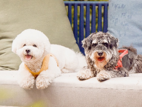 【铲屎官福利】清远新世界酒店2天1夜萌宠套餐