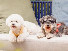 【铲屎官福利】清远新世界酒店2天1夜萌宠套餐