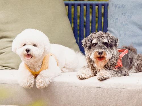 【铲屎官福利】清远新世界酒店2天1夜萌宠套餐 商品图0