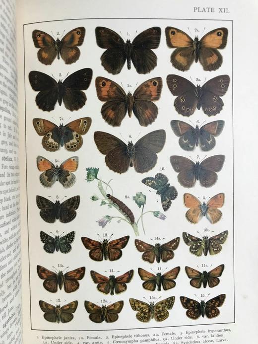 约20世纪早期 不列颠与欧洲蝴蝶飞蛾图鉴 30页彩色插图 漆布精装大16开 商品图9