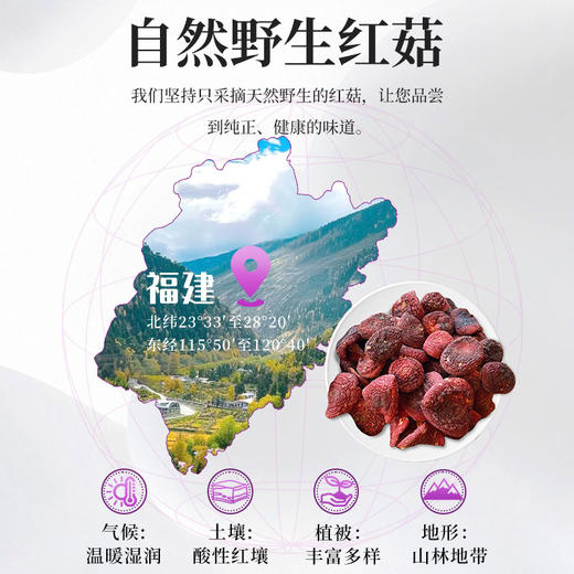 在菌屋 正宗武夷山纯野生大红菇250g/罐 正红蓝底大红菇 汤色红艳鲜甜 商品图2