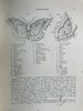 约20世纪早期 不列颠与欧洲蝴蝶飞蛾图鉴 30页彩色插图 漆布精装大16开 商品缩略图14
