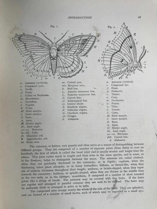 约20世纪早期 不列颠与欧洲蝴蝶飞蛾图鉴 30页彩色插图 漆布精装大16开 商品图14