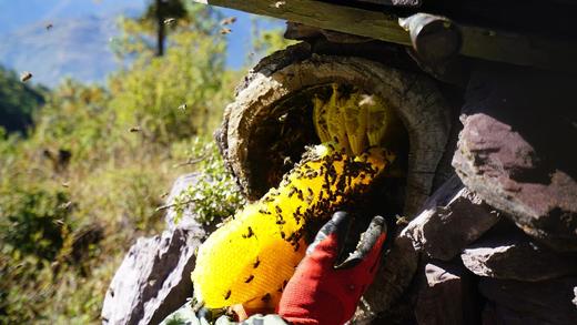 珍品高山野生冬蜜 商品图3