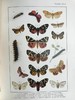 约20世纪早期 不列颠与欧洲蝴蝶飞蛾图鉴 30页彩色插图 漆布精装大16开 商品缩略图4