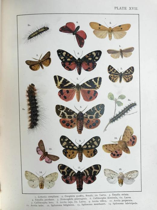 约20世纪早期 不列颠与欧洲蝴蝶飞蛾图鉴 30页彩色插图 漆布精装大16开 商品图4