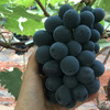 【顺丰包邮 东方黑珍珠】云南夏黑葡萄 无籽黑提葡萄 产地直发 2斤家庭装/3斤5斤彩箱装 商品缩略图3