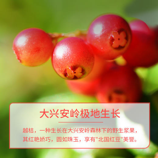 北极红越桔果酱180g*1瓶 商品图2