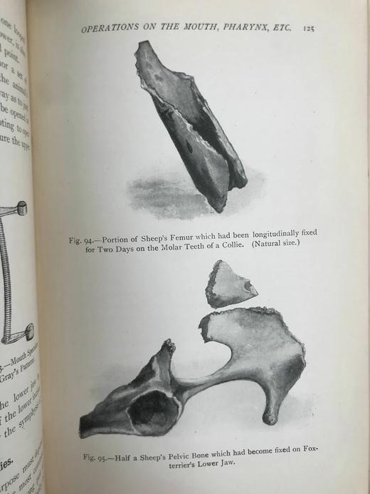 1906年 猫与狗的外科疾病 241幅插图 漆布精装大32开 商品图8