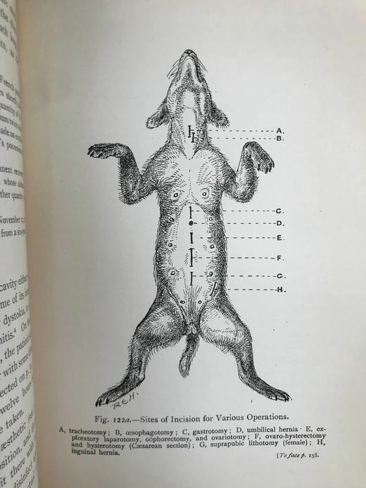 1906年 猫与狗的外科疾病 241幅插图 漆布精装大32开 商品图6