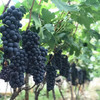 【顺丰包邮 东方黑珍珠】云南夏黑葡萄 无籽黑提葡萄 产地直发 2斤家庭装/3斤5斤彩箱装 商品缩略图4
