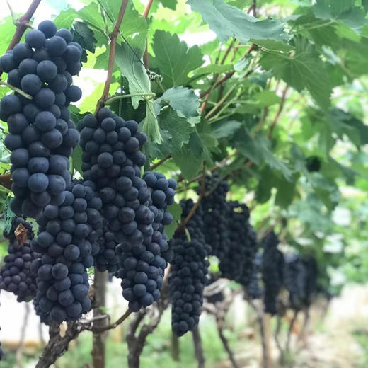 【顺丰包邮 东方黑珍珠】云南夏黑葡萄 无籽黑提葡萄 产地直发 2斤家庭装/3斤5斤彩箱装 商品图4