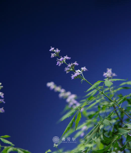 造型黄荆 商品图3