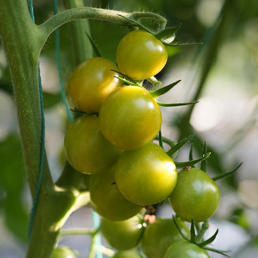 青口蜜小番茄 皮脆爆汁 酸甜可口 自然成熟 不打膨大剂  番茄味浓郁 清甜2号 绿圣女果 350g 商品图5