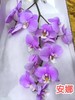 兰花 | 蝴蝶兰安娜（可能有轻微瑕疵不售后，介意慎拍） 商品缩略图0