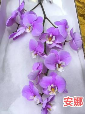 兰花 | 蝴蝶兰安娜（可能有轻微瑕疵不售后，介意慎拍）