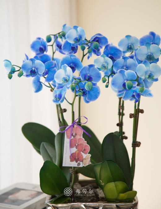 银色方盆马卡龙蓝色 商品图1