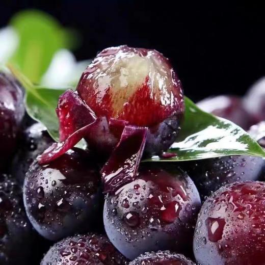 【云南蓝莓葡萄】颗颗饱满 果肉晶莹饱满 酸甜多汁 风味浓郁 无籽葡萄 3种规格任选 商品图0