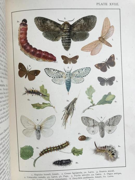 约20世纪早期 不列颠与欧洲蝴蝶飞蛾图鉴 30页彩色插图 漆布精装大16开 商品图3