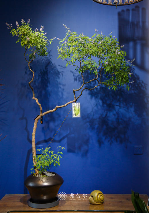 造型黄荆 商品图0