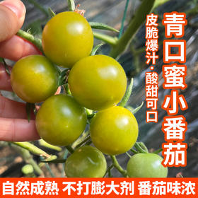 青口蜜小番茄 皮脆爆汁 酸甜可口 自然成熟 不打膨大剂  番茄味浓郁 清甜2号 绿圣女果 350g