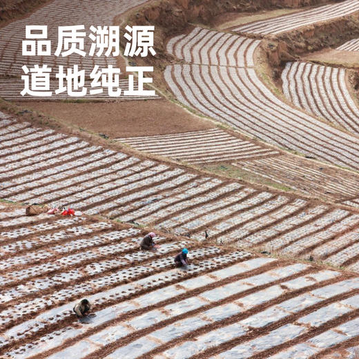 【顺丰！！！】西域美农 当归头片甘肃岷县岷归大片正品当归中药材组合党参黄芪 商品图1