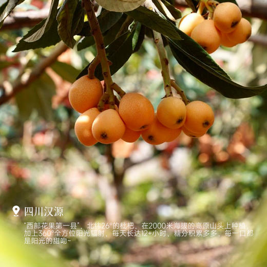 【黄金果期有限】【汉源枇杷】现摘现发 皮薄好剥 水分足足的 对嗓子也特别好~ 商品图5