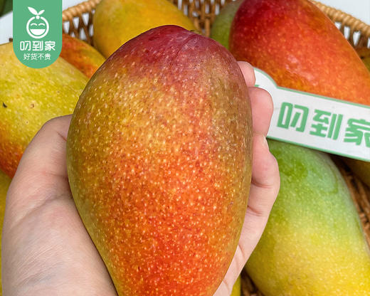 福返海南空运树上熟贵妃芒/1份（1kg±50g） 商品图4