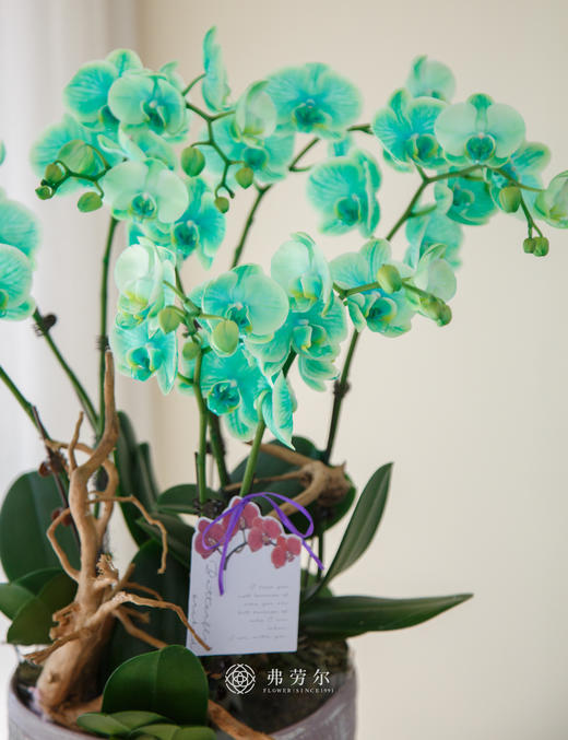 手工盆绿色马卡龙 商品图1