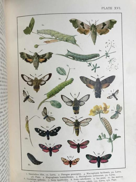 约20世纪早期 不列颠与欧洲蝴蝶飞蛾图鉴 30页彩色插图 漆布精装大16开 商品图5