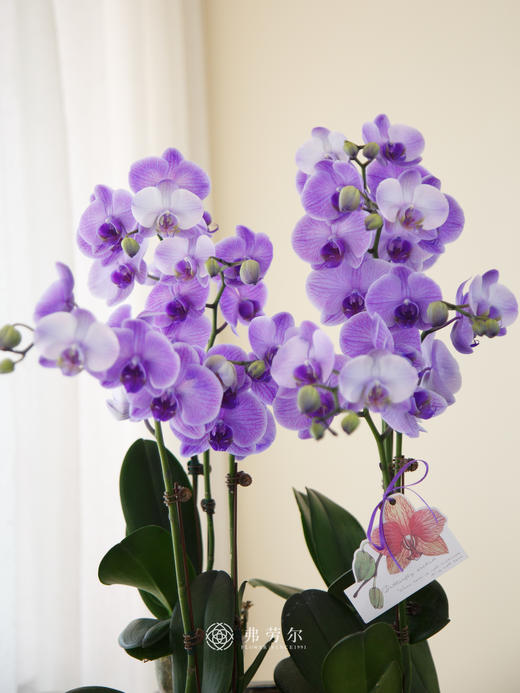 银色方盆马卡龙紫色 商品图1