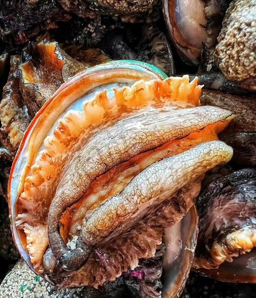 海湾散养鲍鱼800克/袋  一袋6头8头随机发 商品图4