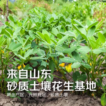 京觅【采销甄选】浓香压榨花生油1.8L  当季鲜花生 山东莒南 /粮油调味 /食用油 /花生油 商品图5