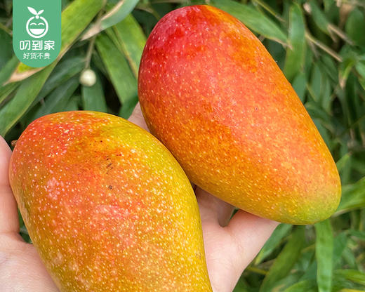 福返海南空运树上熟贵妃芒/1份（1kg±50g） 商品图5