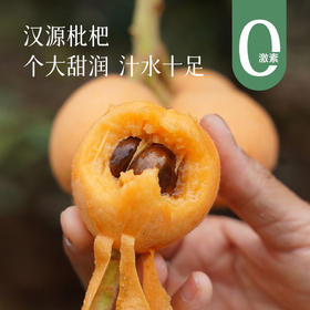 【黄金果期有限】【汉源枇杷】现摘现发 皮薄好剥 水分足足的 对嗓子也特别好~