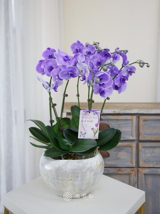 白色手工盆马卡龙紫色 商品图0