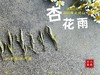 【新茶上市】2025清明白牡丹，春茶复购率排行第一的白茶，汤水花香盈盈，清鲜甘淳，美不胜收（一斤收藏装） 商品缩略图3