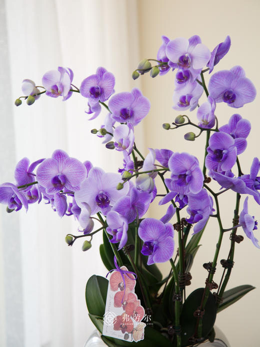 圆形银色马卡龙紫色 商品图1