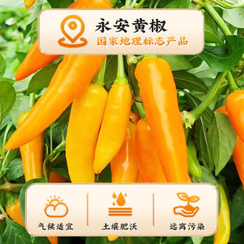 酿一村蒜蓉黄椒酱0添加 永安黄灯笼蒜蓉辣椒酱下饭特辣鲜椒酱0脂200g /粮油调味 /调味品 /中式酱料 商品图4