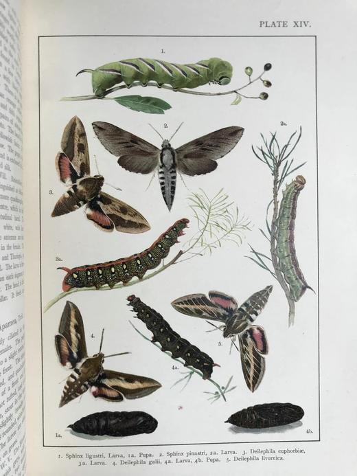 约20世纪早期 不列颠与欧洲蝴蝶飞蛾图鉴 30页彩色插图 漆布精装大16开 商品图7