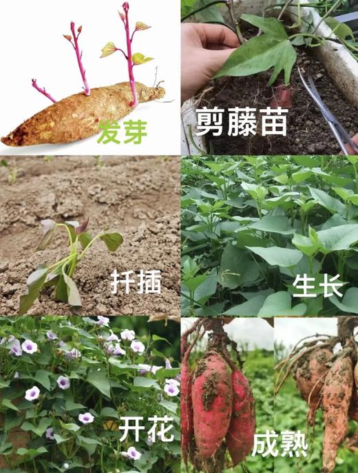 农场夏日狂欢节｜泥塘抓泥鳅、花园打水仗、收麦子种红薯，夏日亲子欢乐时光！ 商品图3