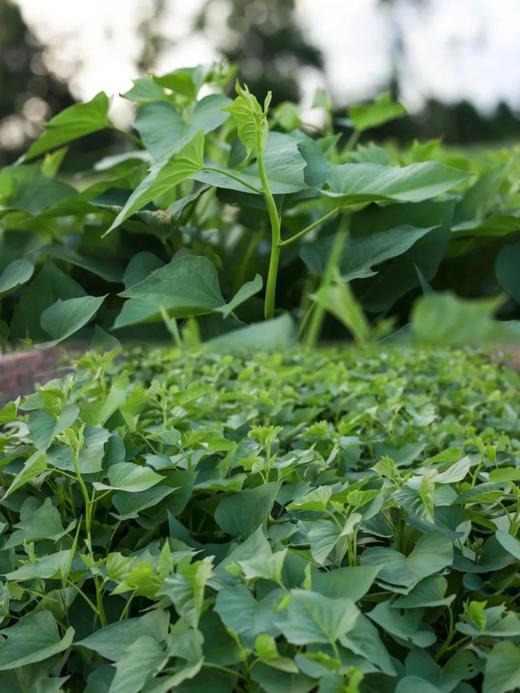 农场夏日狂欢节｜泥塘抓泥鳅、花园打水仗、收麦子种红薯，夏日亲子欢乐时光！ 商品图1