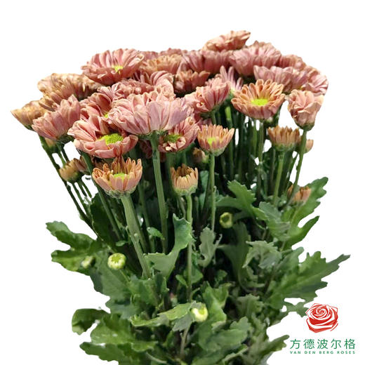 市场小菊-罗西橙 10枝/扎 商品图1