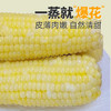 金沃瑞丰有机 白糯玉米棒220g*5根＞2.2斤 新鲜甜粘黏真空 非转基因 早餐 /粮油调味 /杂粮 /谷米类 商品缩略图4