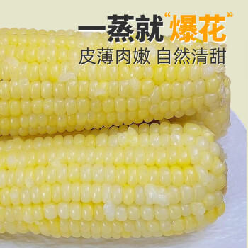 金沃瑞丰有机 白糯玉米棒220g*5根＞2.2斤 新鲜甜粘黏真空 非转基因 早餐 /粮油调味 /杂粮 /谷米类 商品图4