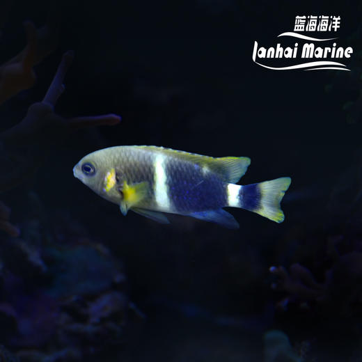 白间魔 商品图0