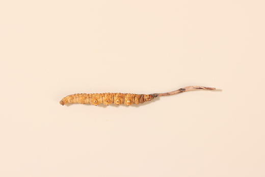 睿源堂·尊享冬虫夏草12g/30支装/13# 商品图5