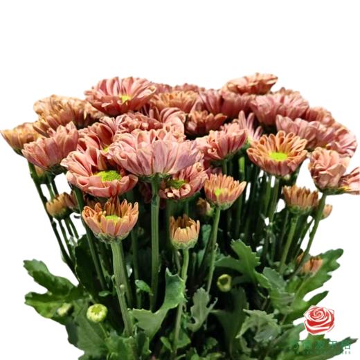 市场小菊-罗西橙 10枝/扎 商品图0